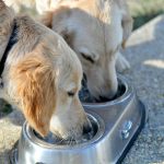Wize Pawz Dog Drinking Water
